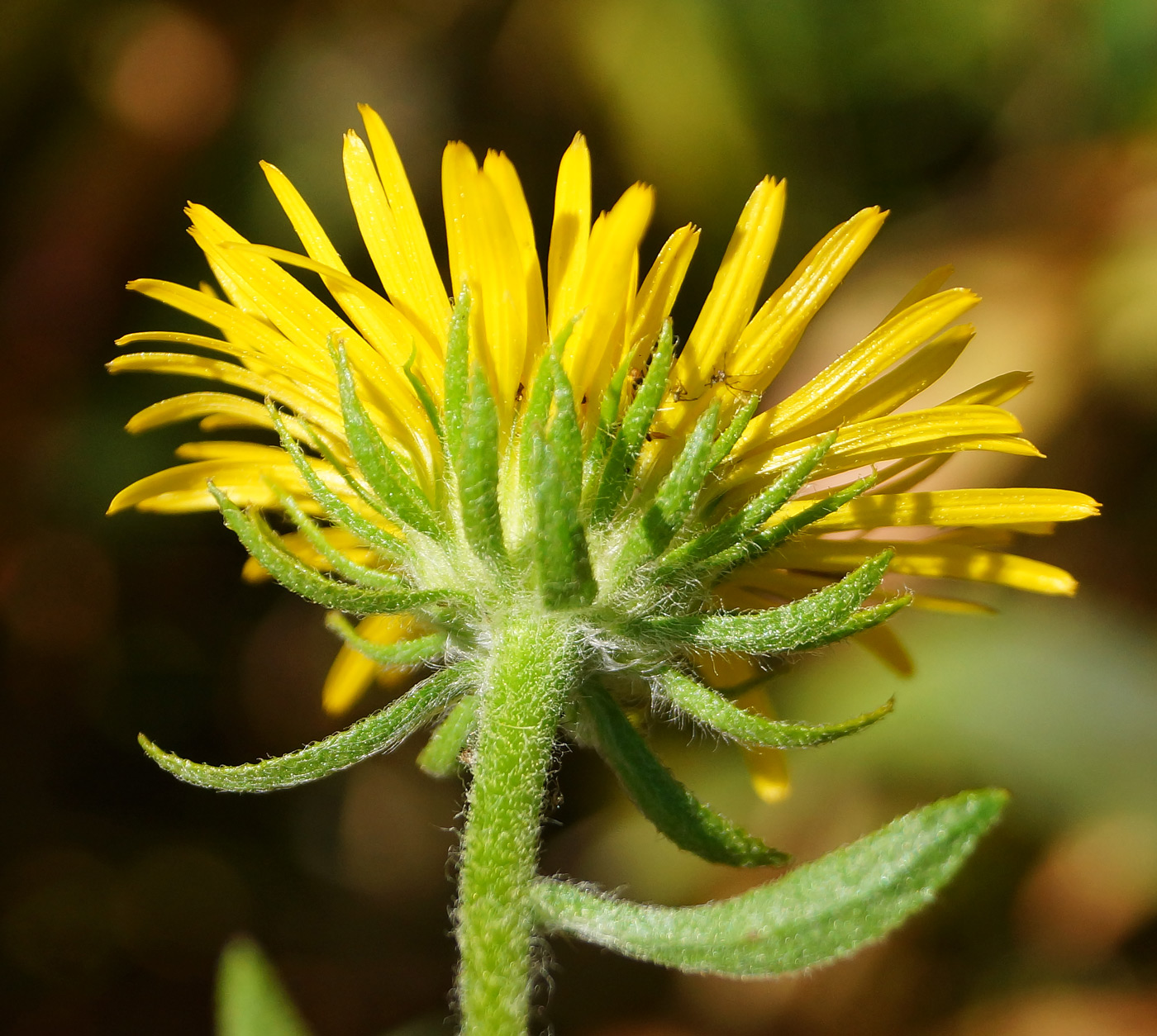 Изображение особи Inula britannica.