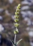 Sideritis catillaris. Верхушка плодоносящего побега. Крым, городской округ Ялта, Ай-Петринская яйла, обрывистое скальное образование. 14.08.2017.