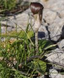 Arisarum vulgare