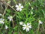 Stellaria holostea. Соцветие. Калужская обл., Думиничский р-н. Май.