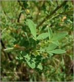 Chamaecytisus ruthenicus