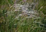 genus Stipa. Цветущие растения. Тульская обл., Ефремовский р-н, долина р. Красивая Меча, разнотравно-ковыльная степь. 03.06.2018.