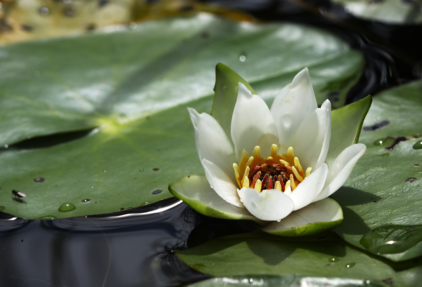 Изображение особи Nymphaea tetragona.