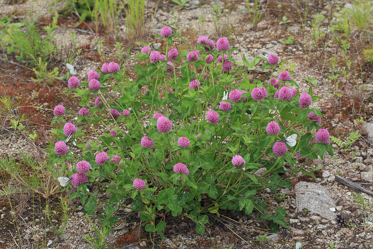 Изображение особи Trifolium pratense.