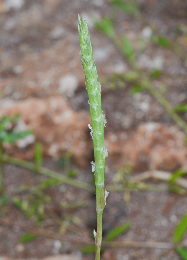 Изображение особи Stenotaphrum dimidiatum.