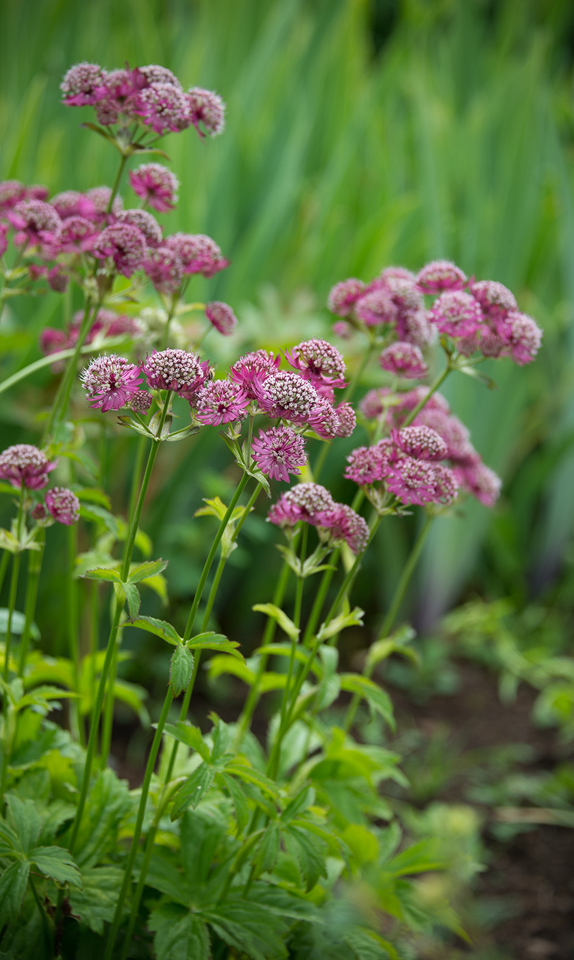 Изображение особи Astrantia major.