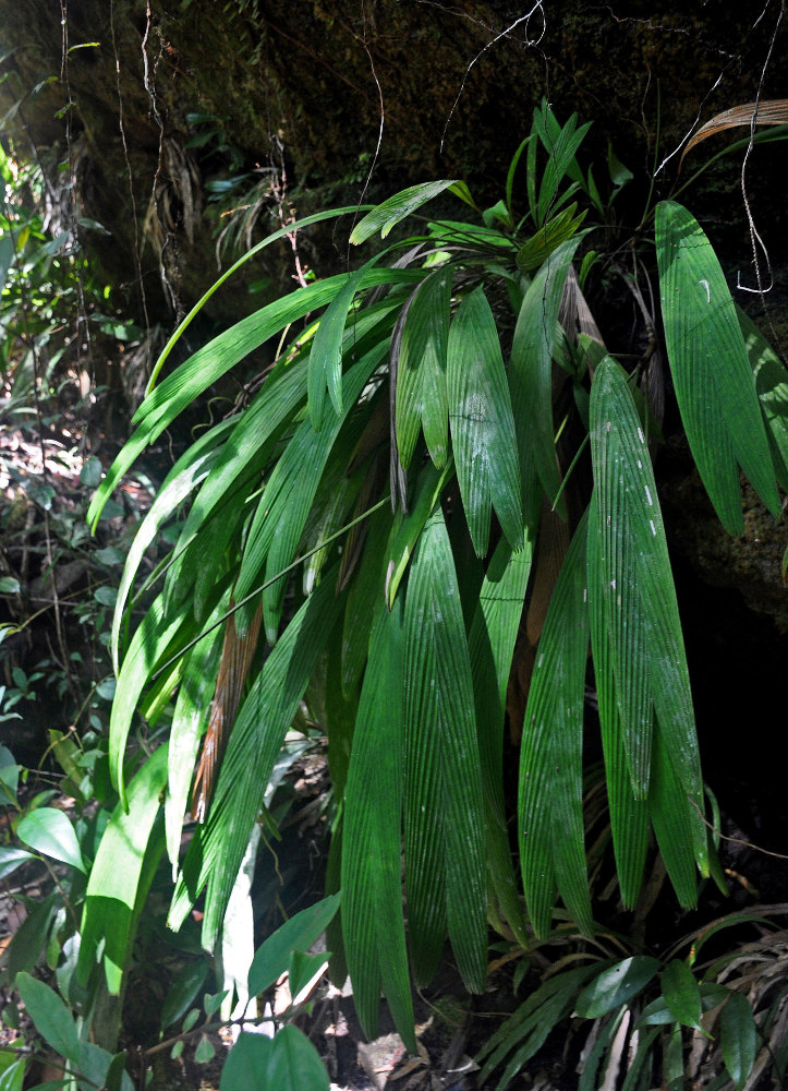Изображение особи Pinanga rupestris.