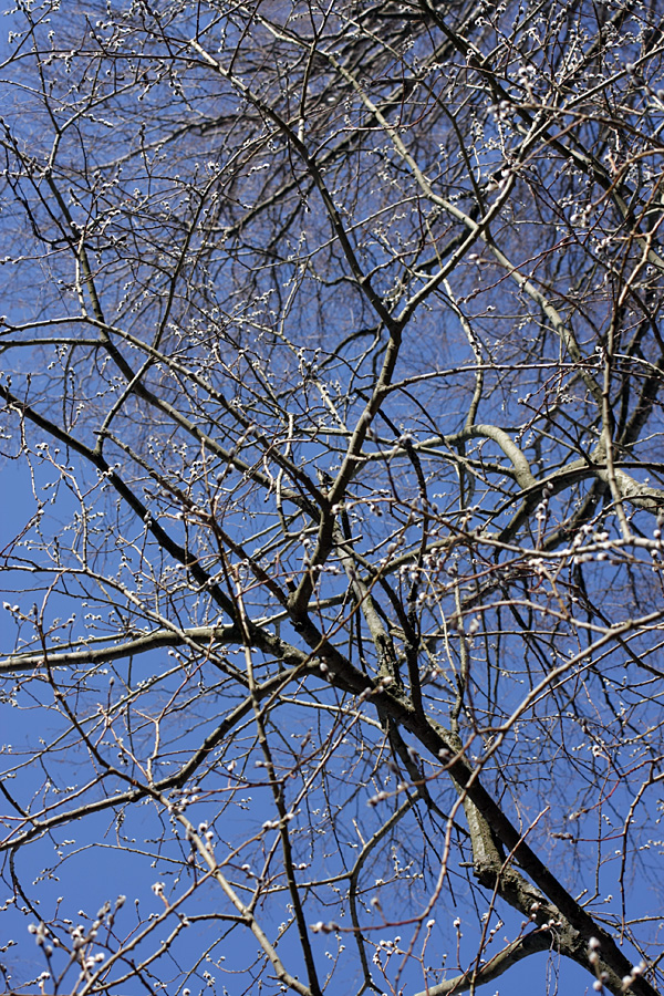 Изображение растения Salix caprea.