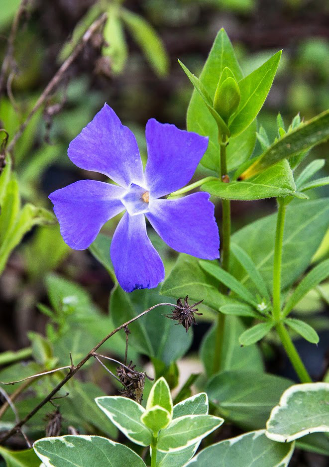 Изображение особи Vinca major.