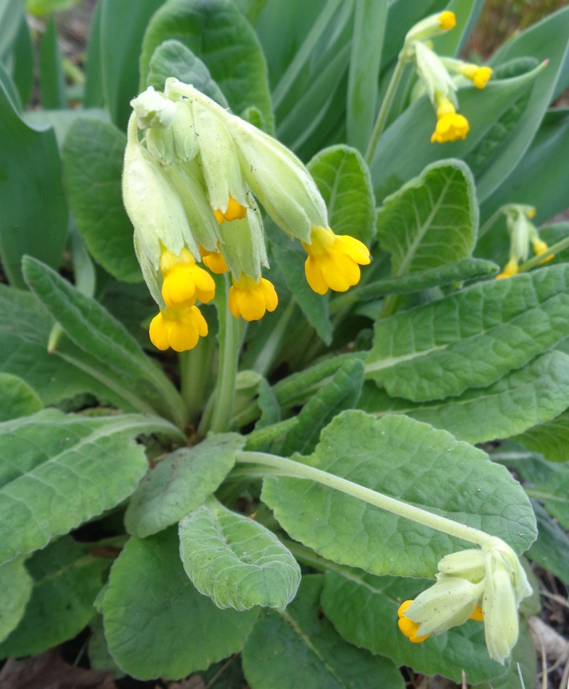 Изображение особи Primula veris.