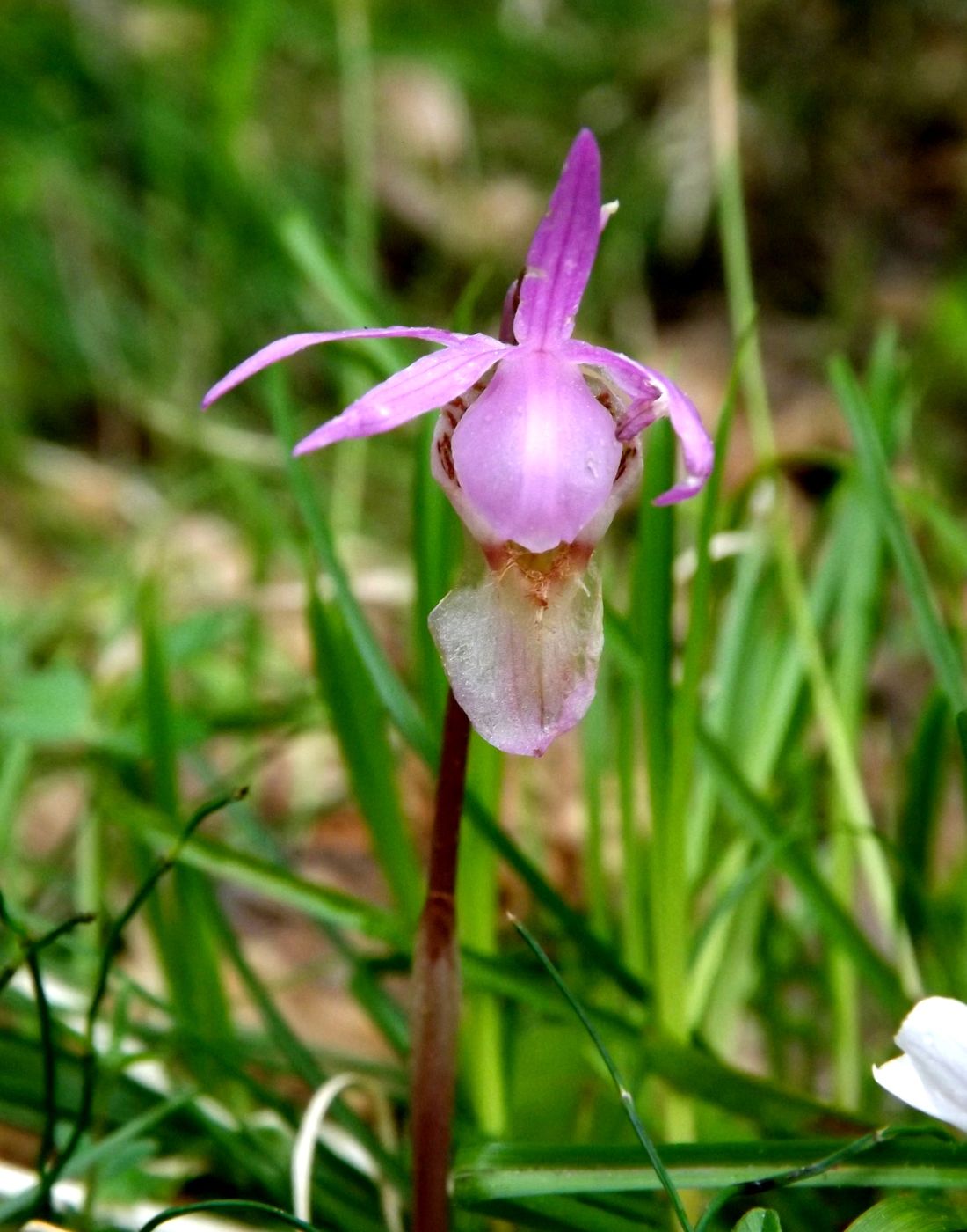 Изображение особи Calypso bulbosa.