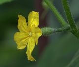 Cucumis sativus. Цветок с завязью плода. Московская обл., Раменский р-н, окр. дер. Хрипань, садовый участок. 26.07.2019.