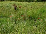 Lychnis wilfordii