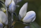 Lupinus albus. Цветок. Испания, автономное сообщество Каталония, провинция Жирона, комарка Баш Эмпорда, муниципалитет Калонже, пашня. 24.03.2021.