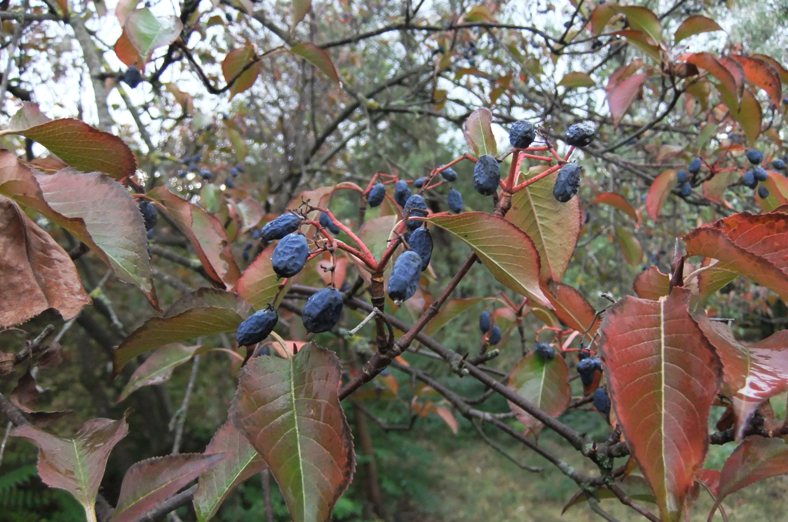 Изображение особи Viburnum lentago.