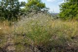 Gypsophila paniculata. Цветущее растение. Ростовская обл., Тарасовский р-н, гора Городище, песчаная степь. 11.06.2022.