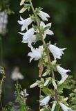 Campanula alliariifolia