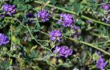 Medicago sativa