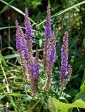 Salvia nemorosa