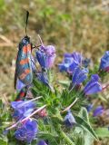 Echium vulgare