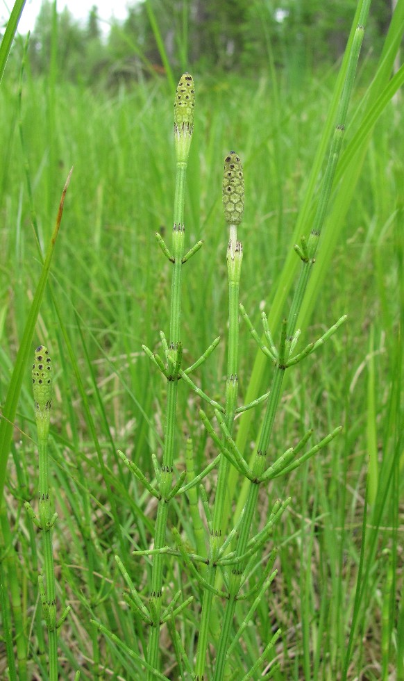 Изображение особи Equisetum palustre.