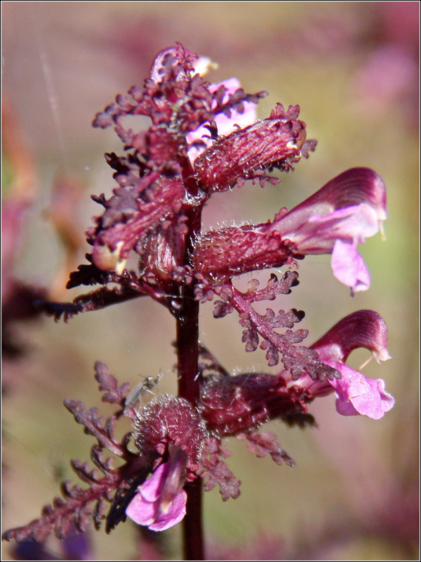 Изображение особи Pedicularis palustris.