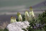 Eremurus lactiflorus. Цветущие растения. Южный Казахстан, горы Каракус; высота 950 м н.у.м. 20.04.2012.