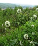 Trifolium montanum