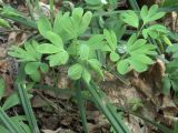 Corydalis intermedia