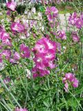 Sidalcea malviflora. Соцветия. Швейцария, г. Женева, сквер у мавзолея герцога Брауншвейгского. 27.06.2012.