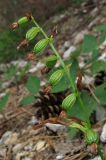 Epipactis persica. Соплодие. Крым, окр. Ялты, гора Лапата, сосновый лес. 27 июля 2013 г.