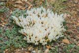 Astragalus brevifolius