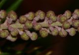 Grevillea banksii