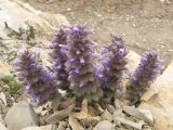 Ajuga orientalis