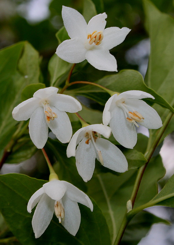Изображение особи Halesia carolina.