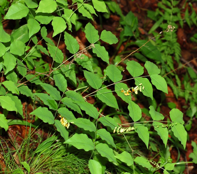 Image of Vicia subrotunda specimen.