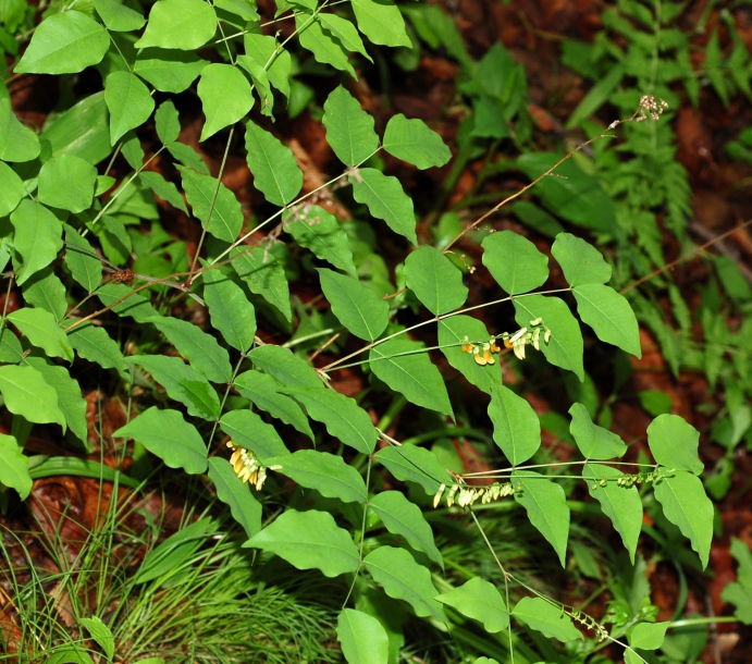 Изображение особи Vicia subrotunda.