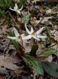 Erythronium caucasicum