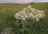 genus Crambe