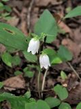 Campanula punctata. Верхушка цветущего растения. Приморье, Владивосток, микрор-н Седанка, окр. Пионерского водохранилища, широколиственный лес. 06.08.2015.