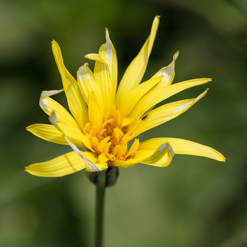 Изображение особи Tragopogon reticulatus.