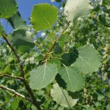 Populus tremula. Ветвь. Восточный Казахстан, Глубоковский р-н, окр. с. Тарханка, западный пологий склон сопки. 23.06.2015.