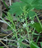 Thesium repens. Верхушки цветущего и зацветающего растений. Иркутская обл., Иркутский р-н, окр. дер. Поливаниха, лес. 01.06.2015.