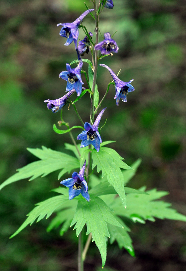 Изображение особи Delphinium elatum.