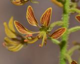 Cleome arabica