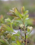 Lonicera baltica. Верхушка веточки с соцветиями. Ленинградская обл., Ломоносовский р-н, долина р. Шингарка, берег ручья. 17.05.2015.