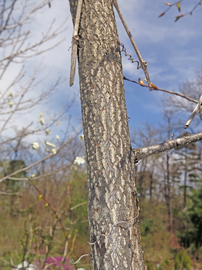 Изображение особи род Carpinus.