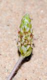 Plantago amplexicaulis