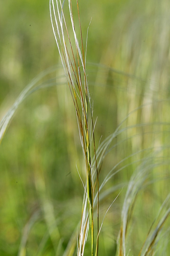 Изображение особи Stipa pennata.