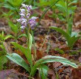 Orchis simia